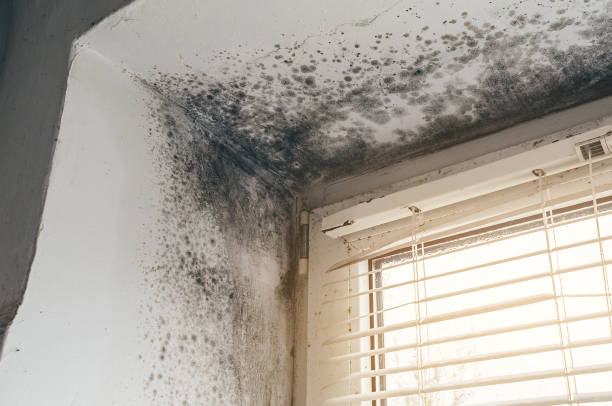 Affordable Mold Remediation solutions in Union Bridge, MD